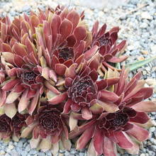 Co należy wiedzieć o rozmnażaniu rojników?