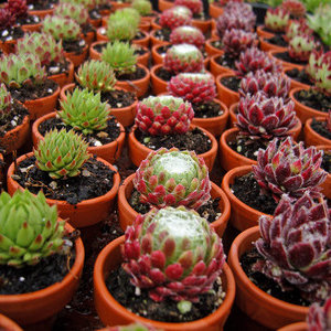 Rozmnażanie wegetatywne