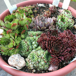 Rozmnażanie przez wysiew nasion