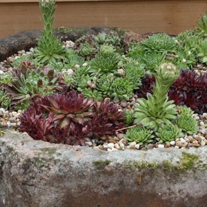 Gdzie sadzić rojniki?