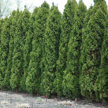 Jak pielęgnować tuje?