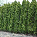 Jak pielęgnować tuje?