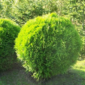 Stanowisko i wymagania glebowe