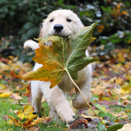 Jak pielęgnować psa jesienią?