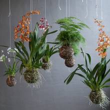 Kokedama (latająca wyspa) – jak ją zrobić?