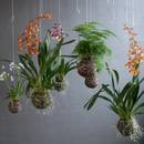 Kokedama (latająca wyspa) – jak ją zrobić?