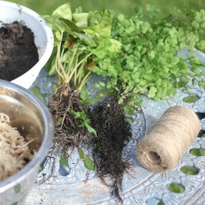 Przygotowanie rośliny