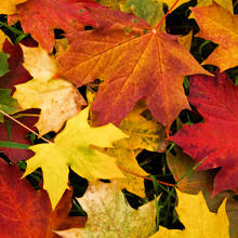 Jak ozdobić materiał odbiciem jesiennych liści?