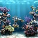 Napowietrzanie akwarium – podstawowe zasady