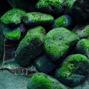 Czym grozi niedotlenienie akwarium?