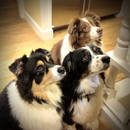 Co zrobić, aby pies nie prosił przy stole?