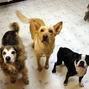 Kto jest kim w stadzie