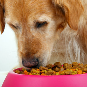 Kiedy i gdzie pies dostaje jedzenie?