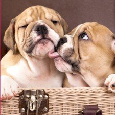 Pies – inny świat