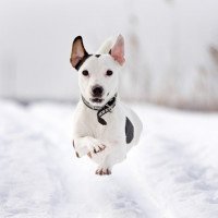 Jak pielęgnować psa w okresie zimy?