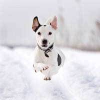 Jak pielęgnować psa w okresie zimy?