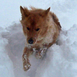 Jak dbać o psie łapy?