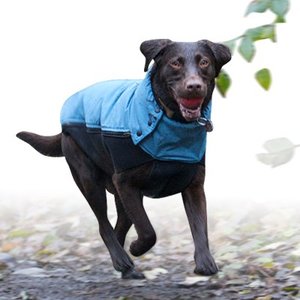 Czy psu nie jest zimno?