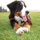 Jak wyjąć psu kleszcza?