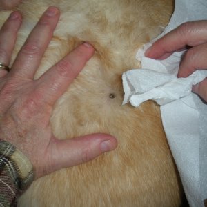 Jak usunąć kleszcza?