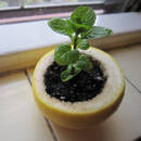 Jak wykorzystać skórki po grejpfrutach do produkcji rozsady?