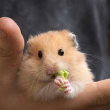 Jak odszukać chomika, który uciekł?