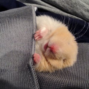 Co zrobić, gdy uciekł chomik – krok piąty