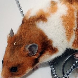 Co zrobić, gdy uciekł chomik – krok trzeci