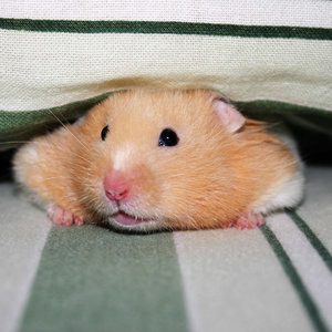 Co zrobić, gdy uciekł chomik – krok czwarty