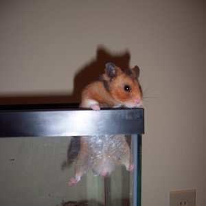 Co zrobić, gdy uciekł chomik – krok drugi