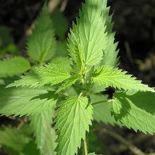 Jak wykorzystać pokrzywy do podlewania ogrodu?