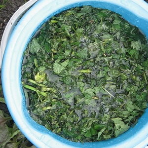 Jak przygotować nawóz z pokrzyw?