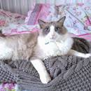 Jak zrobić ciepłe posłanie dla kota ze starej bluzy?