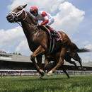 Co warto wiedzieć o sportach konnych?