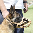 Jaki kaganiec będzie najlepszy dla twojego psa?