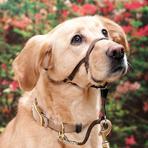 Jak przyzwyczajać psa do kagańca?