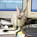 Co zrobić, by królik nie pogryzł kabli?