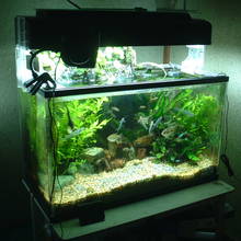 Czyszczenie akwarium – podstawowe zasady