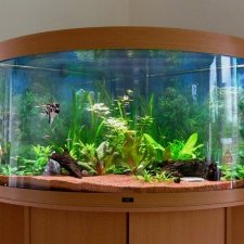 Jak utrzymać porządek w akwarium?