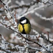 Co warto wiedzieć o obserwowaniu ptaków?
