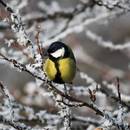 Co warto wiedzieć o obserwowaniu ptaków?