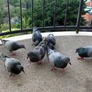 Jak skutecznie pozbyć się gołębi z balkonu?