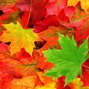 Sposób na utrwalenie koloru jesiennych liści