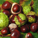 Sposób na wykonanie robaka z kasztanów