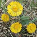 Jak stosować podbiał przy przeziębieniu?