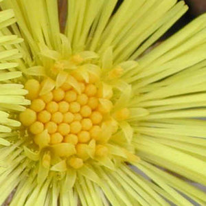 Jak wgląda podbiał?