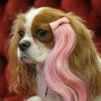 Jak pielęgnować sierść swojego psa?