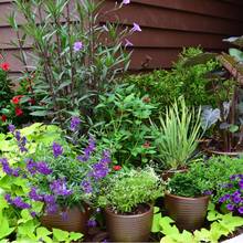 Zasady dbania o rośliny doniczkowe