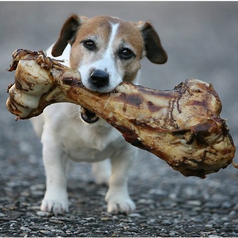 Czy kości są zdrowe dla psa?