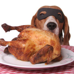 Jakich kości nie należy podawać psu?